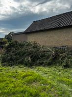 Coniferenhout / takken, Minder dan 3 m³, Ophalen, Overige houtsoorten, Takken