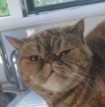 4 jarige rustig Exotic Poesje, gesteriliseerd, kortharig., Dieren en Toebehoren
