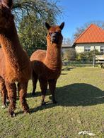 Alpaca merrie, Dieren en Toebehoren, Overige Dieren, Juni, Vrouwelijk