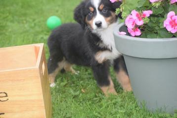 Berner Sennen kruising australische herder pups  beschikbaar voor biedingen