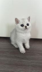 Britse korthaar silver shaded kitten (poes), Dieren en Toebehoren, Katten en Kittens | Raskatten | Korthaar, Poes, Ontwormd