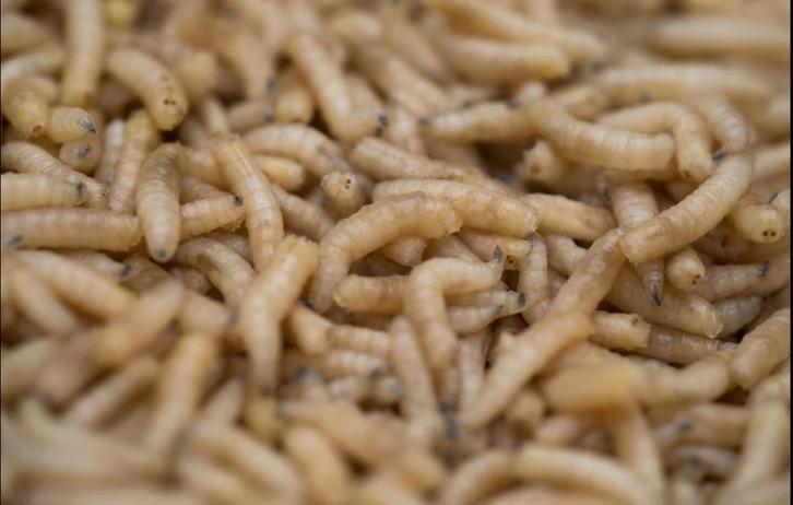 Verse maden, Dieren en Toebehoren, Dierenvoeding, Vis, Ophalen of Verzenden