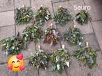 Eucalyptus droog toeven, Huis en Inrichting, Woonaccessoires | Droogbloemen, Ophalen of Verzenden