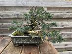 Bonsai Taxus - Goed vertakt, Tuin en Terras, Vaste plant, Bloeit niet, Halfschaduw, Ophalen