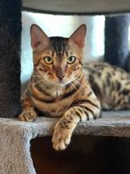 Bengaalse kat, Dieren en Toebehoren, Katten en Kittens | Raskatten | Korthaar, 0 tot 2 jaar, Kater, Gechipt