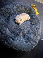 Mopshond pup Reu / pug pup / mops pup, Dieren en Toebehoren, Particulier, Rabiës (hondsdolheid), 8 tot 15 weken, Buitenland