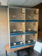 6 delige van keulen broedkooi, Dieren en Toebehoren, Vogels | Hokken en Kooien, Ophalen, Broedkooi of Kweekkooi