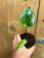 Monstera deliciosa variegata plant aurea yellow lemon mint, Huis en Inrichting, Kamerplanten, Ophalen of Verzenden, Halfschaduw