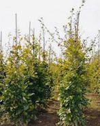 Carpinus betulus haagbeuk, Tuin en Terras, Ophalen of Verzenden, Overige soorten, Halfschaduw