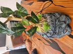 Terraium druppelplant, Dieren en Toebehoren, Reptielen en Amfibieën | Toebehoren, Ophalen, Zo goed als nieuw