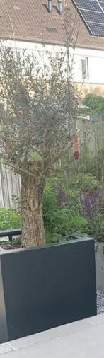 Olijfboom met pot, Bloeit niet, 100 tot 250 cm, Olijfboom, Ophalen