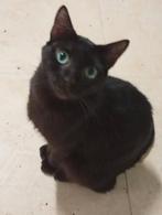 Jarela, Zulu, 12-08-24 gered uit een kattencolonie, Dieren en Toebehoren, Katten en Kittens | Overige Katten, Kater, Kortharig