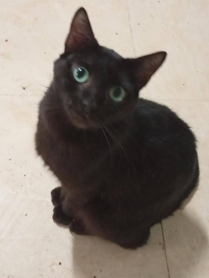 Jarela, Zulu, 12-08-24 gered uit een kattencolonie, Dieren en Toebehoren, Katten en Kittens | Overige Katten, Kortharig, Kater