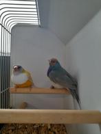 Gouldamadines, Meerdere dieren