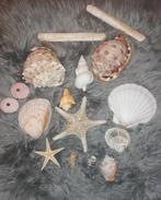 Set schelpen en zeester (set 2), Verzamelen, Mineralen en Fossielen, Ophalen of Verzenden, Schelp(en)
