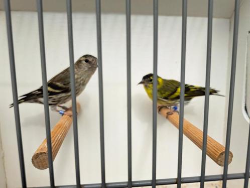 Koppel sijzen wildkleur/ivoor x ivoor 2023, Dieren en Toebehoren, Vogels | Overige Vogels, Wildzangvogel, Meerdere dieren, Tam