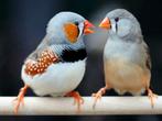Koppel Zebravinken 1-1, Dieren en Toebehoren, Vogels | Overige Vogels