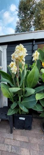 Canna Alaska bollen, Tuin en Terras, Bloembollen en Zaden, Ophalen of Verzenden, Voorjaar, Volle zon, Wortelstok