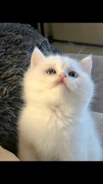 2kitten kater Britse korthaar(Ouders Stamboom), Dieren en Toebehoren, Katten en Kittens | Raskatten | Korthaar, Kater, Ingeënt