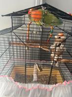 Dwergpapegaai roseicollie, Dieren en Toebehoren, Vogels | Parkieten en Papegaaien, Mannelijk, Dwergpapegaai of Agapornis