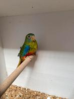 Turqusine parkiet, Dieren en Toebehoren, Vrouwelijk, Parkiet