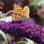Vlinderstruik Buddleja, Donkerpaars bloeiend, Ophalen of Verzenden, Zomer, Overige soorten, Volle zon
