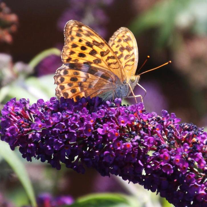 Vlinderstruik Buddleja, Donkerpaars bloeiend, Tuin en Terras, Planten | Tuinplanten, Overige soorten, Volle zon, Zomer, Ophalen of Verzenden