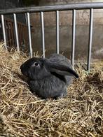 te koop grijze lotharinger ram, Dieren en Toebehoren, Mannelijk, Groot, 0 tot 2 jaar