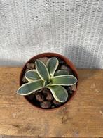 Agave Patonii cv. cream spike, Tuinplant, Stek, cactus, Verzenden, Bloeit niet, Overige soorten, Volle zon