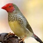 Gezocht Koppel binsenastrild, Dieren en Toebehoren, Meerdere dieren