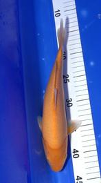 Karashigoi mango, Karper of Koi