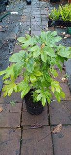 Fatsia japonica, Tuin en Terras, Planten | Tuinplanten, Ophalen of Verzenden, Overige soorten