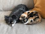 Poly 5 mnd oud poesje uit Cyprus nu bij gastgezin in Adam, Dieren en Toebehoren, Katten en Kittens | Overige Katten, Poes