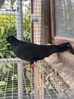 Birmingham roller, Dieren en Toebehoren, Vrouwelijk, Tuimelaar of Roller