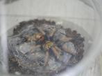 Tarantula's, Dieren en Toebehoren, Insecten en Spinnen, Spin of Schorpioen