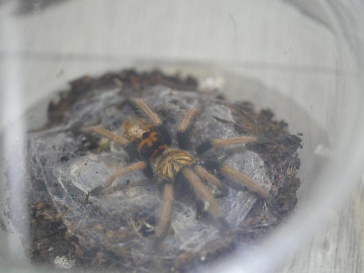 Tarantula's, Dieren en Toebehoren, Insecten en Spinnen, Spin of Schorpioen