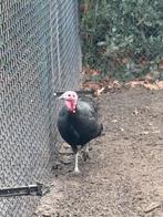 te koop kalkoen hen, Dieren en Toebehoren, Pluimvee, Vrouwelijk, Kalkoen