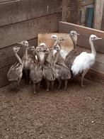 Nandoe kuikens, Meerdere dieren, Kip