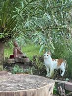 VERMISTE KATER WIT MET ROOD, Dieren en Toebehoren, Vermiste en Gevonden Dieren, Kat