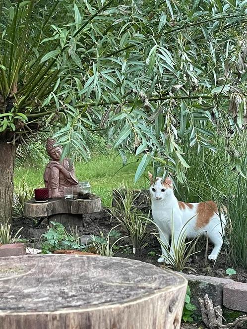 VERMISTE KATER WIT MET ROOD, Dieren en Toebehoren, Vermiste en Gevonden Dieren, Kat
