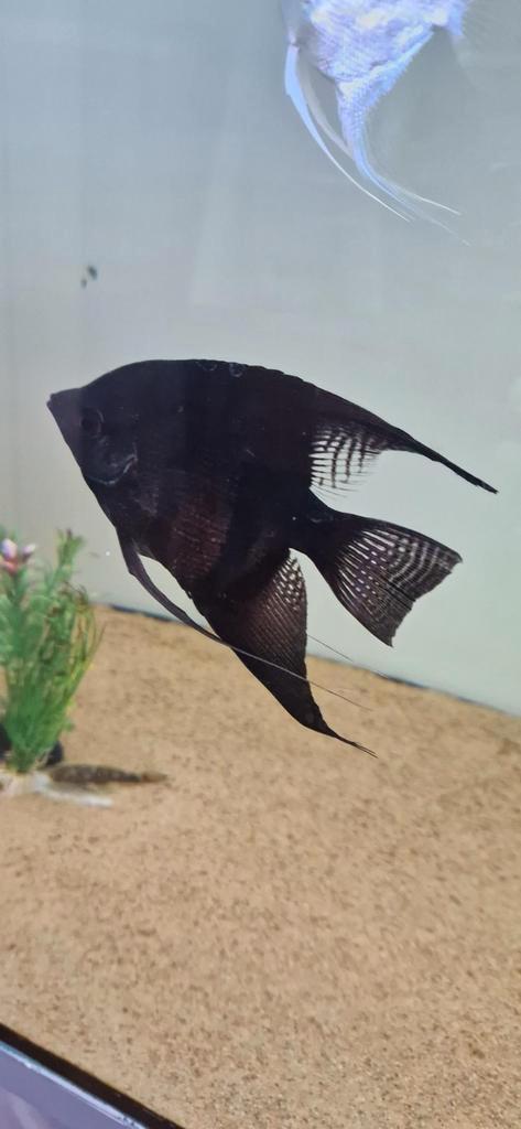 XL zwarte maanvis, Dieren en Toebehoren, Vissen | Aquariumvissen, Vis