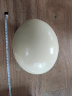 Struisvogelei, Ophalen of Verzenden, Beeldje of Figuurtje