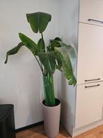 Strelitzia plant 175cm inclusief ZELFWATERGEVENDE pot, Huis en Inrichting, Kamerplanten, Ophalen, Halfschaduw, 150 tot 200 cm