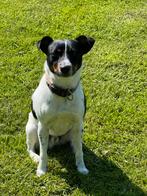 🐶Ter dekking aangeboden prachtige Boerenfox reu🐶, Rabiës (hondsdolheid), Reu, Eén hond, 3 tot 5 jaar