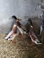Indische loopeend, Mannelijk, Eend
