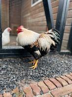 Wyandotte zalm haan kriel, Dieren en Toebehoren, Pluimvee, Mannelijk, Kip