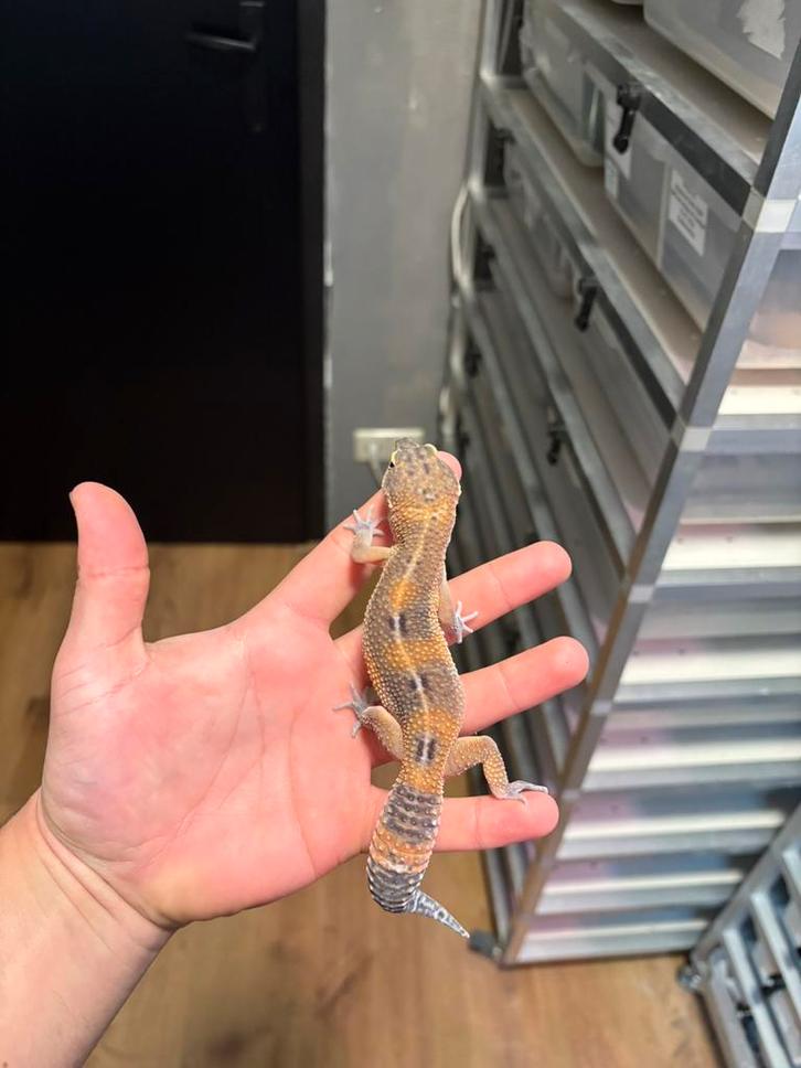 0.1 black night manderin tangerine 66% tremper luipaardgekko, Dieren en Toebehoren, Reptielen en Amfibieën, Hagedis, 0 tot 2 jaar