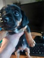 Jack Russel Black and Tan pups, Parvo, Jack Russell Terriër, 8 tot 15 weken, Meerdere