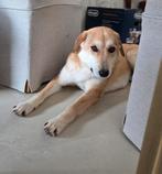 Ter adoptie - zachtaardige Lisa ️ ♀️, Particulier, 1 tot 2 jaar, Buitenland, Teef