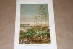 Antieke botanische kleurenlitho - Schermbloemen in Turkestan, Antiek en Kunst, Kunst | Litho's en Zeefdrukken, Ophalen of Verzenden